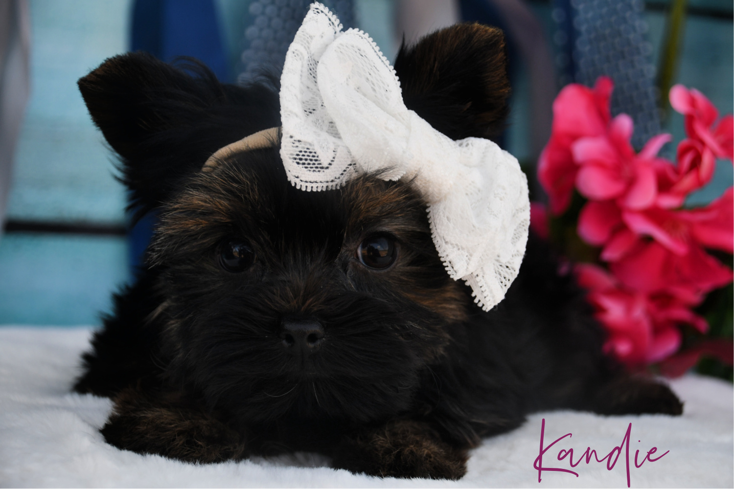 Past Teacup Parti Yorkie 2