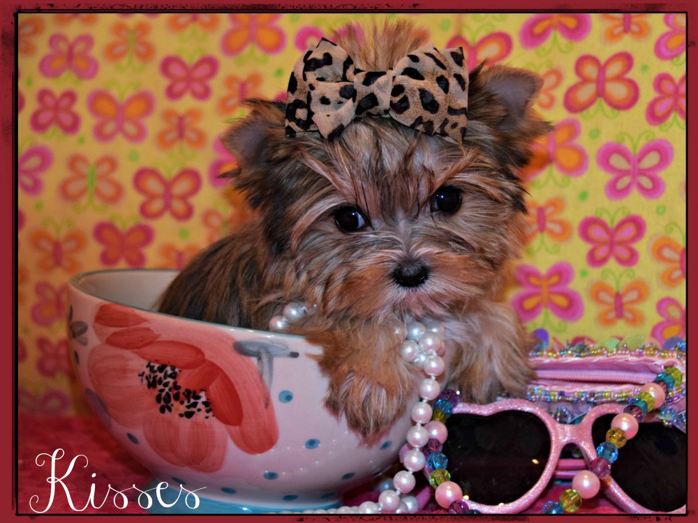 Past Teacup Parti Yorkie 11