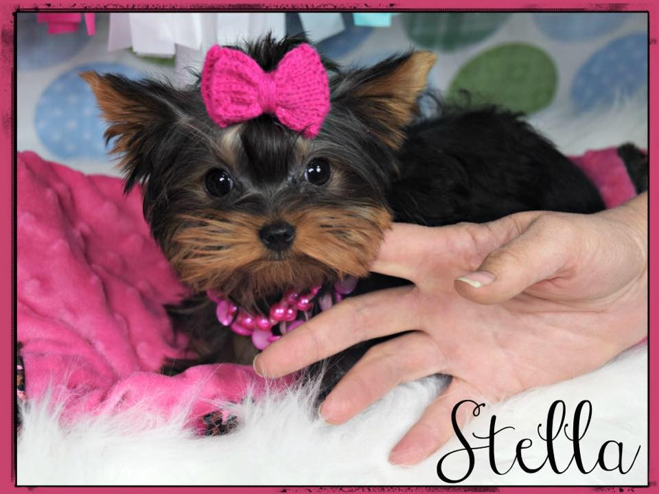 Past Teacup Parti Yorkie 13