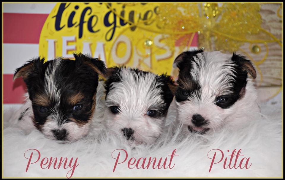Past Teacup Parti Yorkie 16