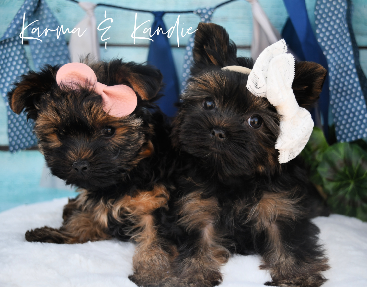 Past Teacup Parti Yorkie 4