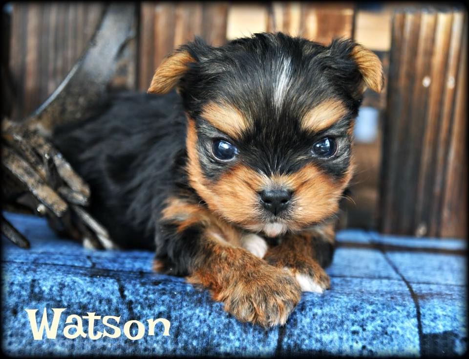 Past Teacup Parti Yorkie 19