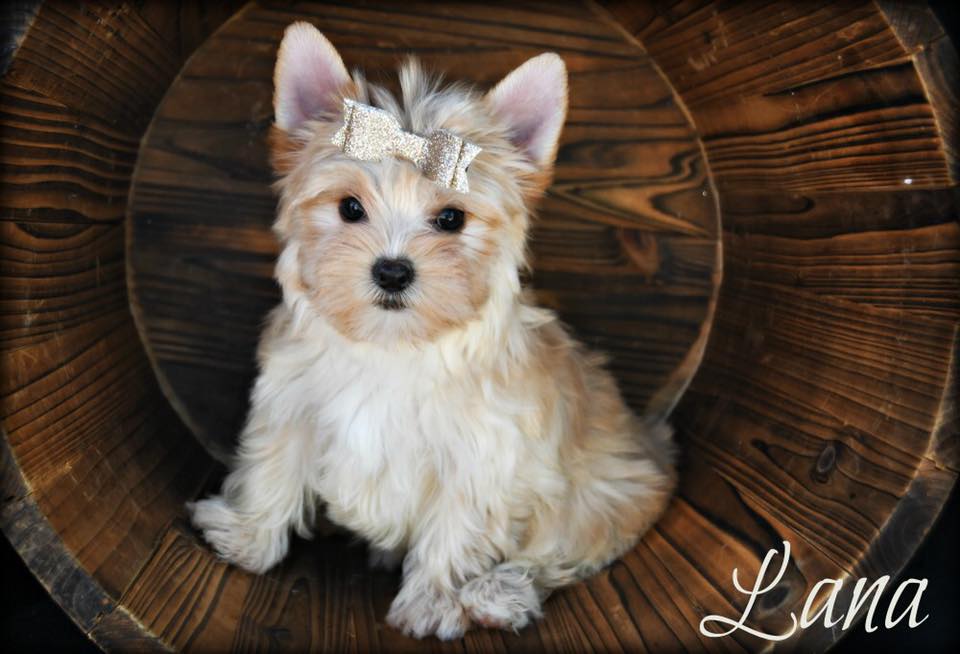 Past Teacup Parti Yorkie 21